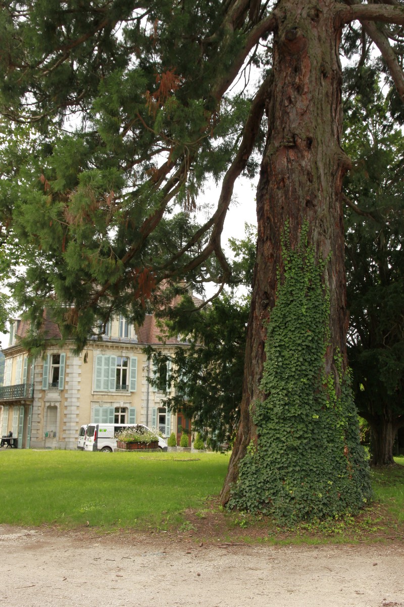 Séquoia géant à Arbois