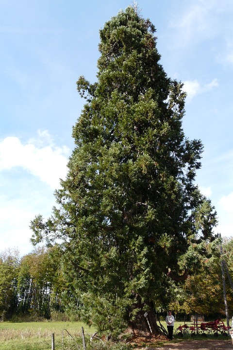 Séquoia géant à Arçon