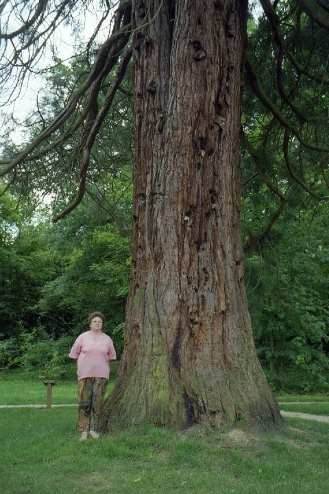 Séquoia géant parc Japy