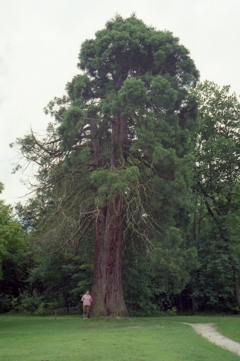 Séquoia géant à Beaucourt