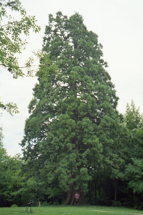 Séquoia géant à Beaucourt