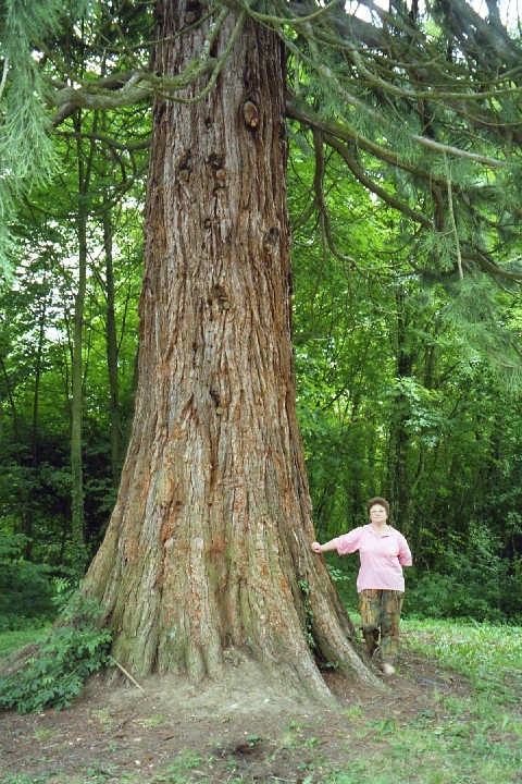 Séquoia géant à Beaucourt parc Japy