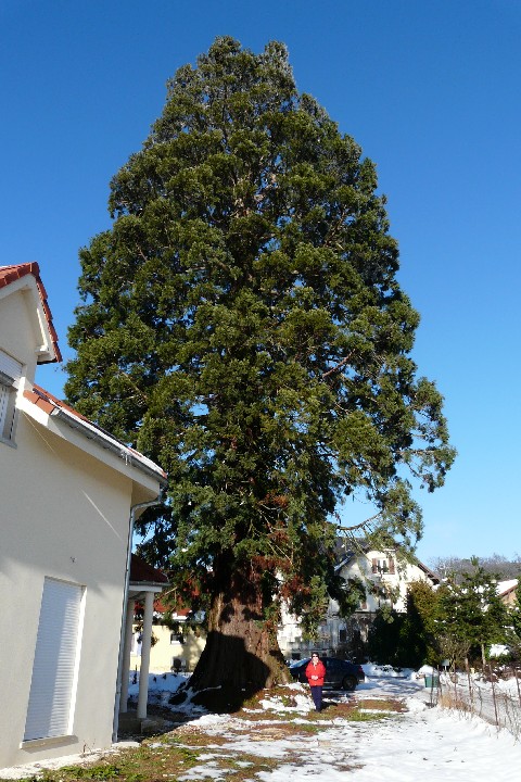 Séquoia géant à Beaucourt 