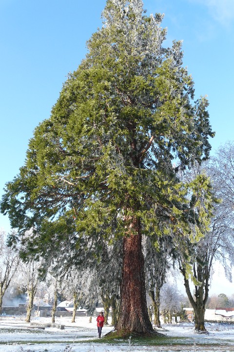 Séquoia géant à Beaucourt 