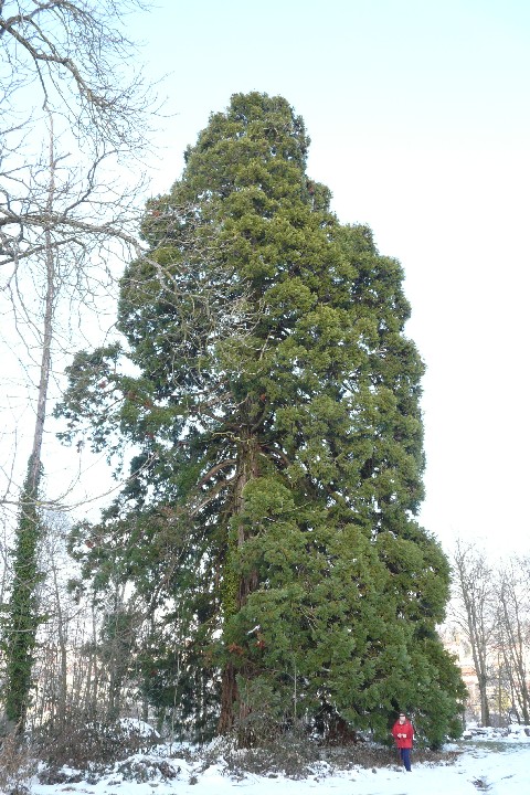 Séquoia géant à Beaucourt 