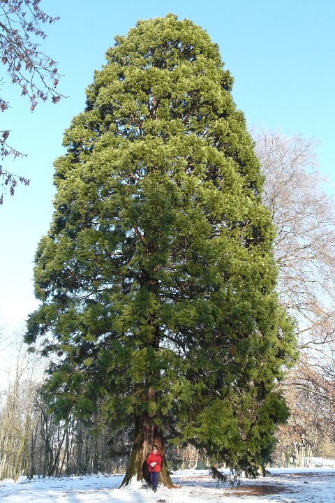 Séquoia géant à Beaucourt 