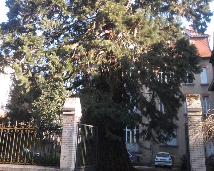 Séquoia géant à Belfort