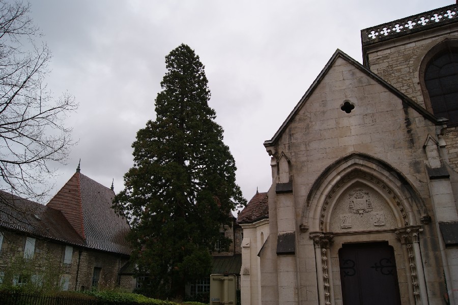 Séquoia géant à coté de la Cathédrale St Jean