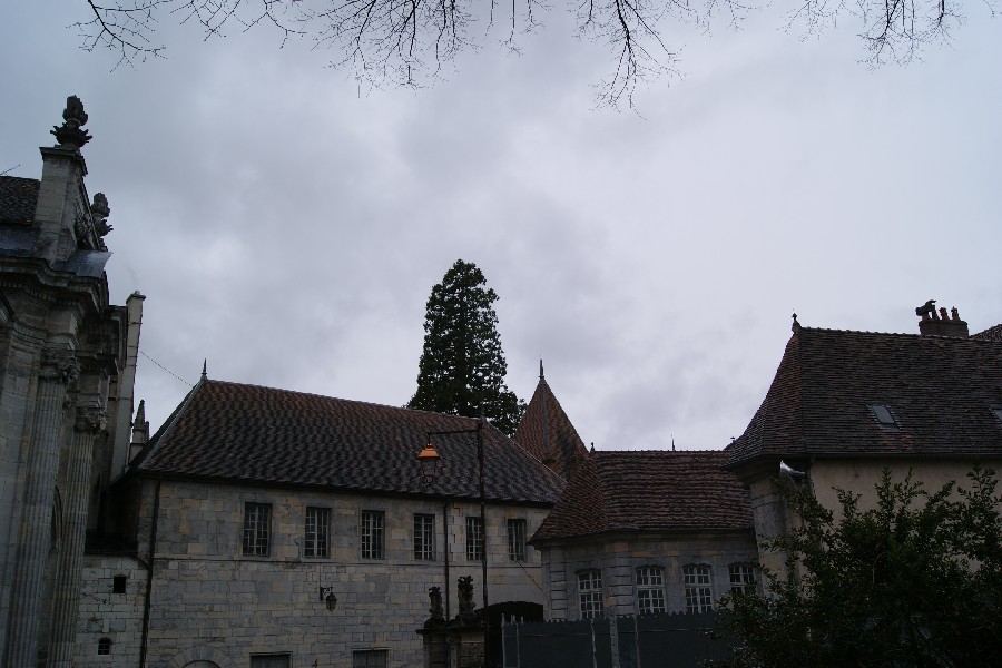 Séquoia géant à Besançon