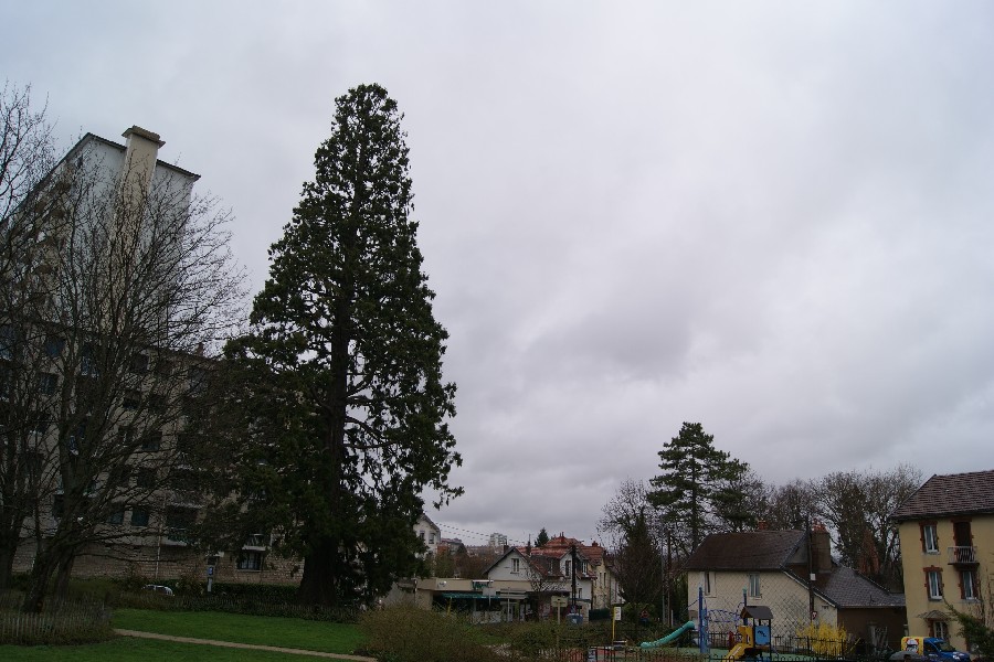 Séquoia géant à Besançon