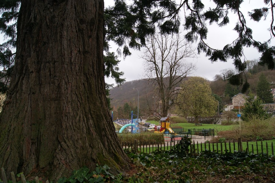 Séquoia géant au jardin public