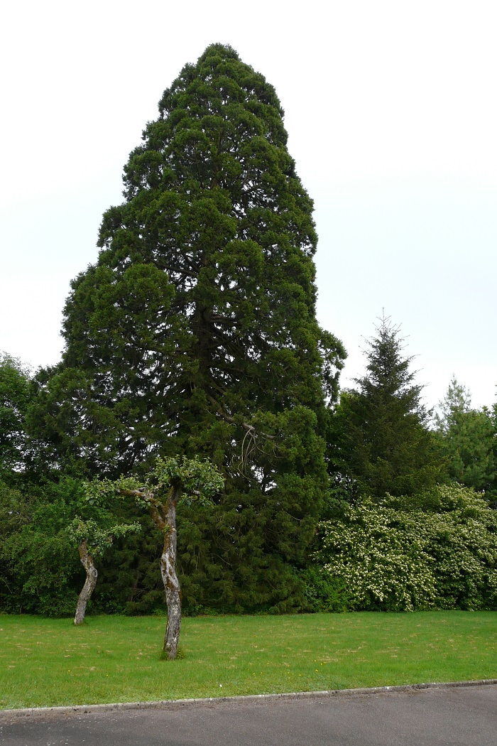 Séquoia géant à Bethoncourt