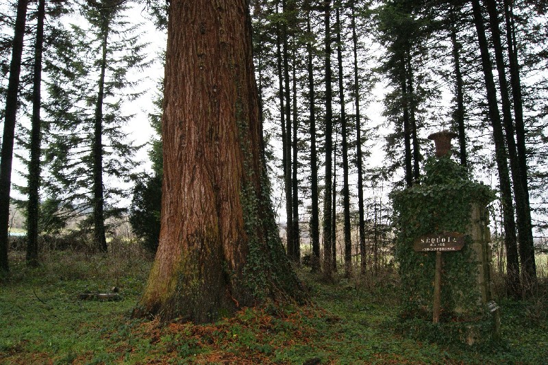 Séquoia géant à Bolandoz