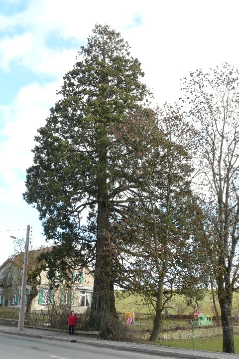 Séquoia géant à Lachapelle sous Rougemont