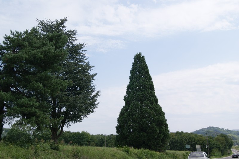 Séquoia géant à Courlans