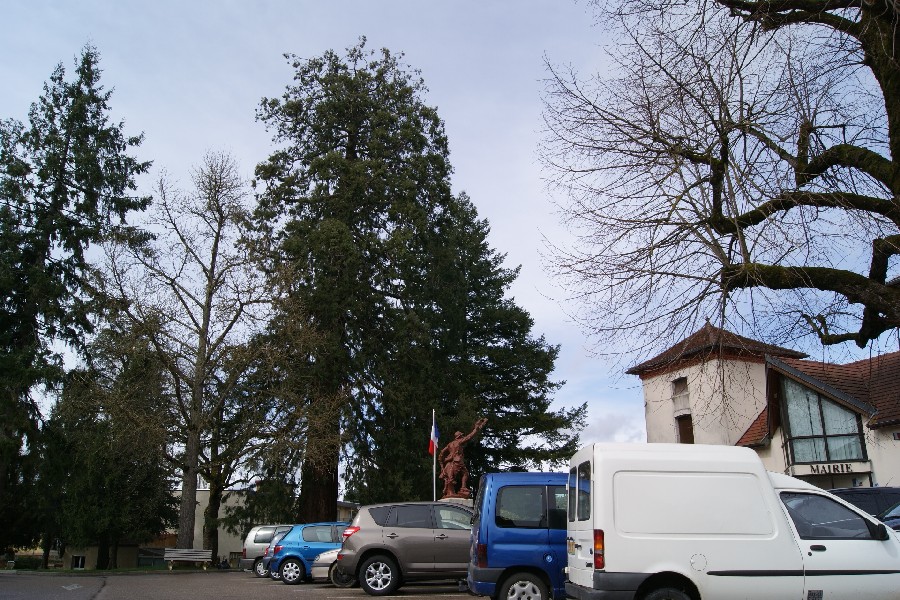 Séquoia géant place de la mairie