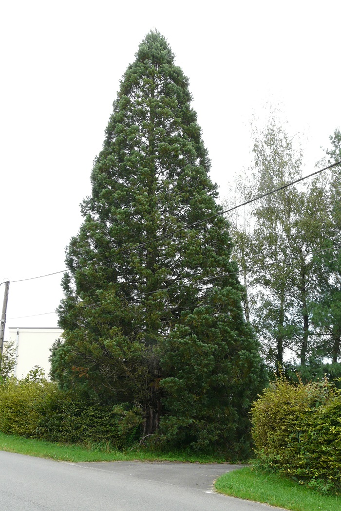Séquoia géant à Dasle