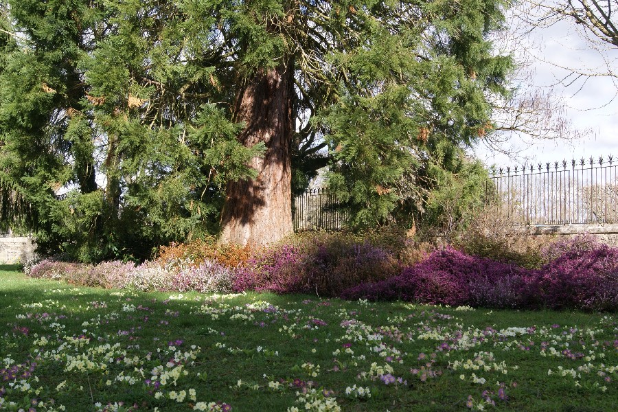 Séquoia géant au jardin public de Dole