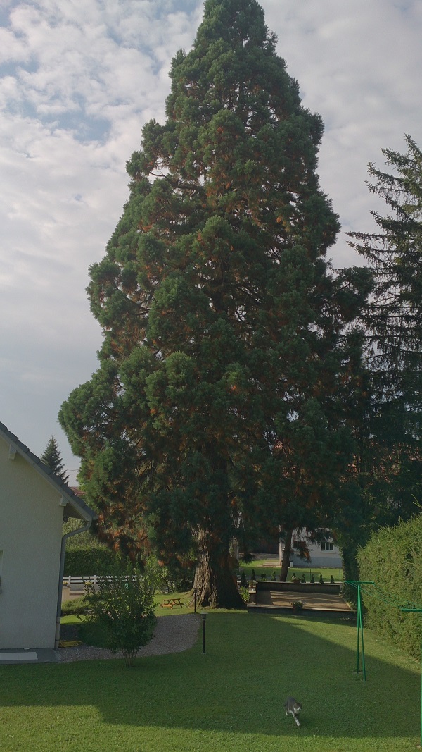 Séquoia géant à Epenoy