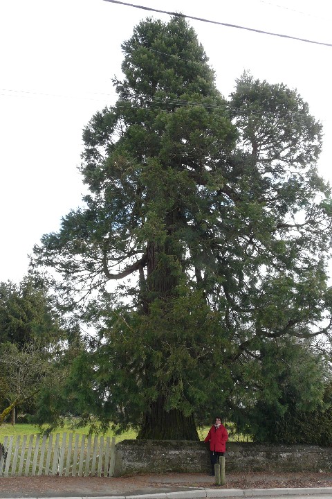 Séquoia géant à Fontaine