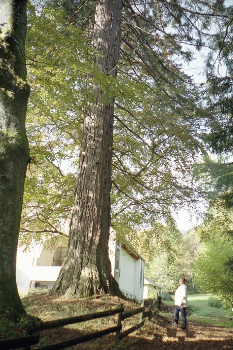 Séquoia géant à Lepuix-Gy