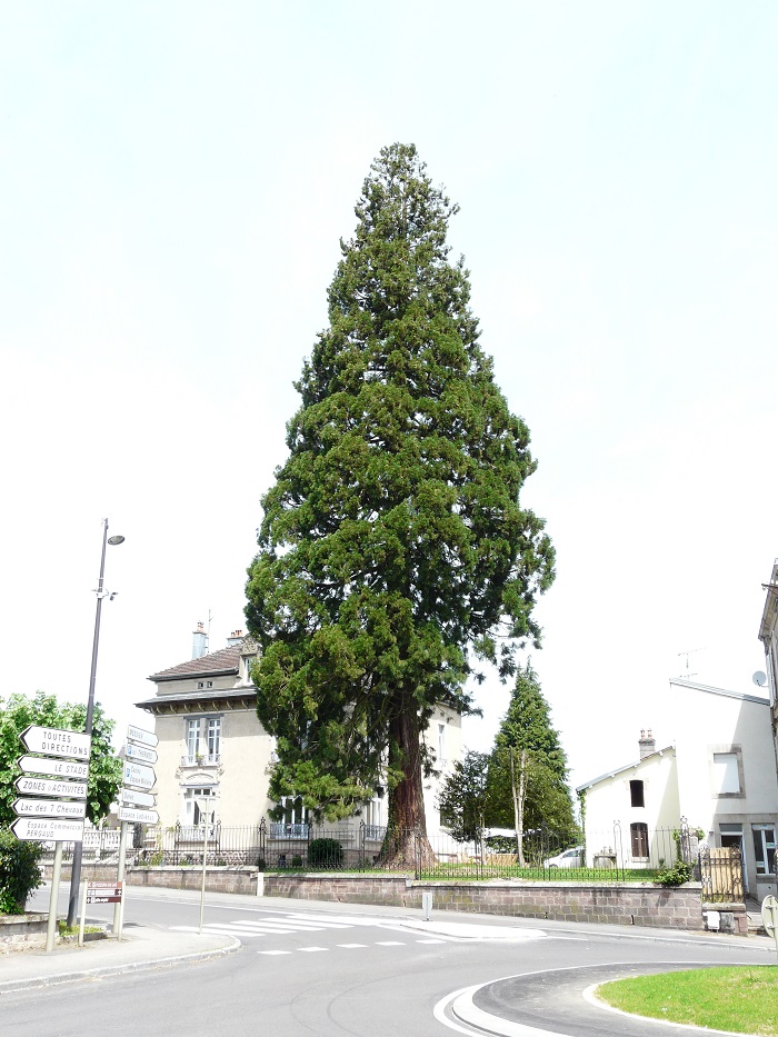 Séquoia géant à Luxeuil