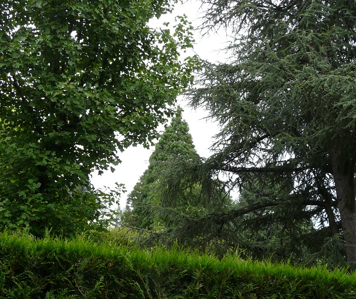 Séquoia géant à Montbéliard
