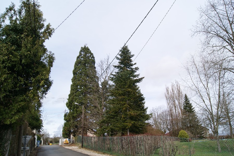 Séquoia géant à Ranchot