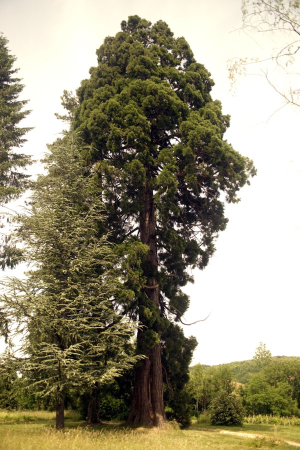 Séquoia géant à Rotalier
