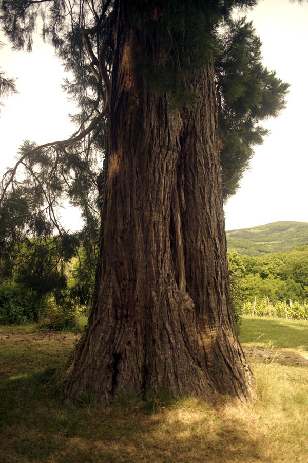 Séquoia géant à Rotalier