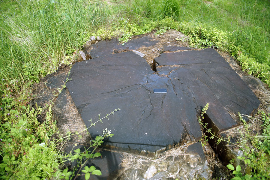 Séquoia géant à Rotalier