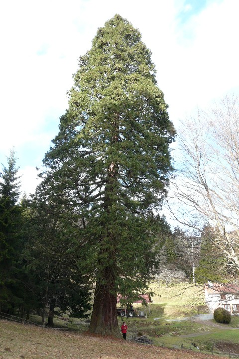 Séquoia géant à Rougemont le Château
