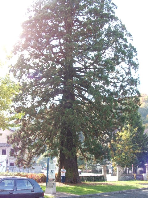 Séquoia géant à Ste Suzanne