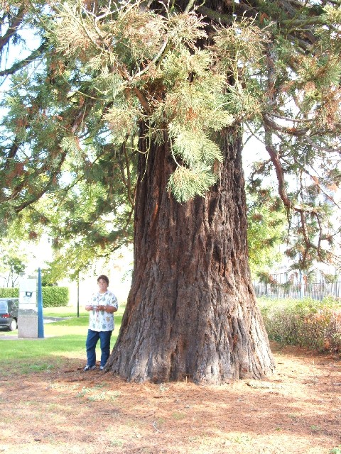 Séquoia géant dans le Doubs