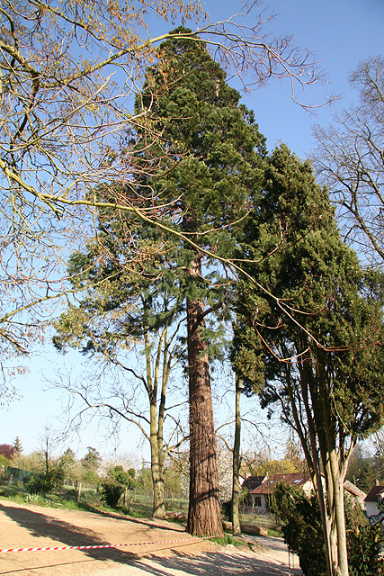Séquoiadendron giganteum  Giverny ©Stéphane Sudré