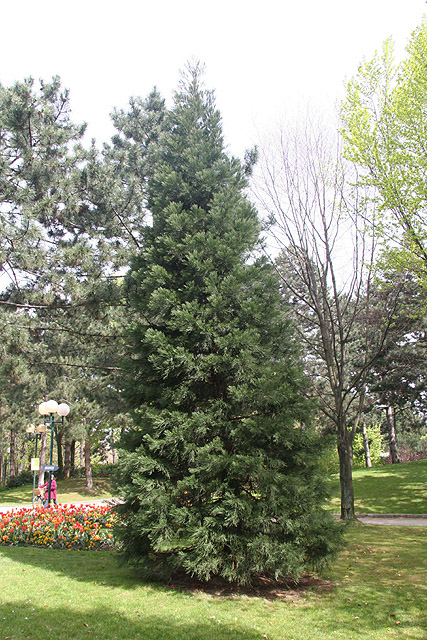 Séquoia géant, Parc Georges Brassens © Stéphane Sudre