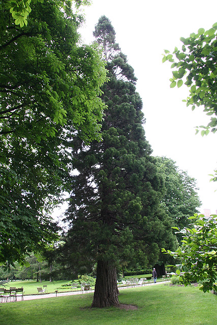 Séquoia gant, Jardin du Luxembourg ©Stéphane Sudré