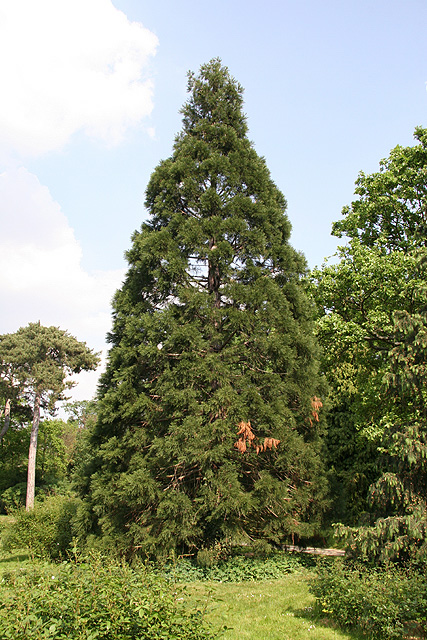 Sequoiadendron Giganteum ©Stphane Sudre