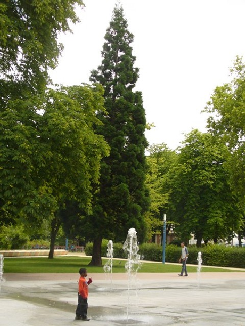 Séquoia géant Parc Stalingrad à Aubervilliers