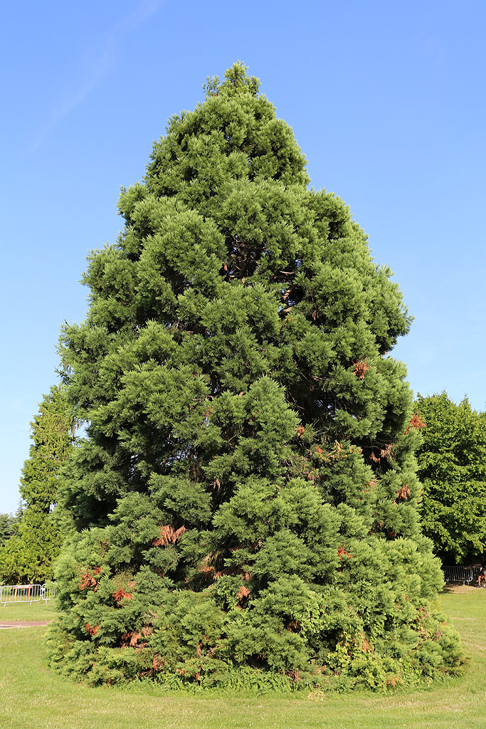 Séquoia géant à Aulnay sous Bois