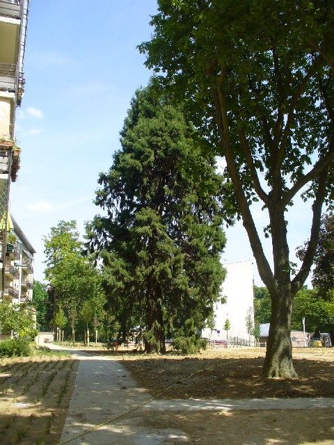 Séquoia géant à Bagneux