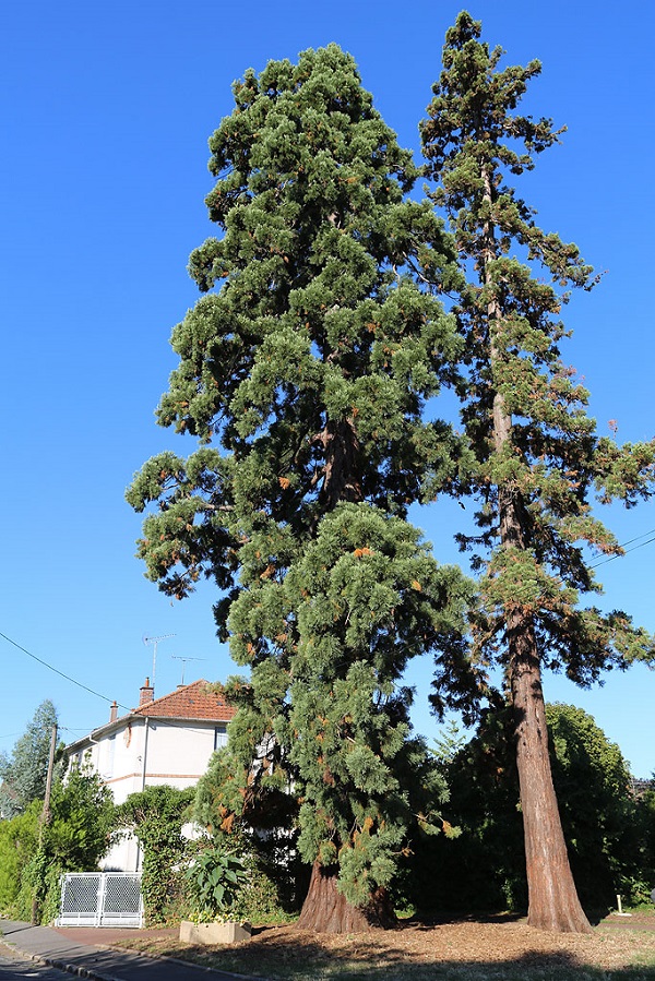 Séquoia géant à Boissy St Léger