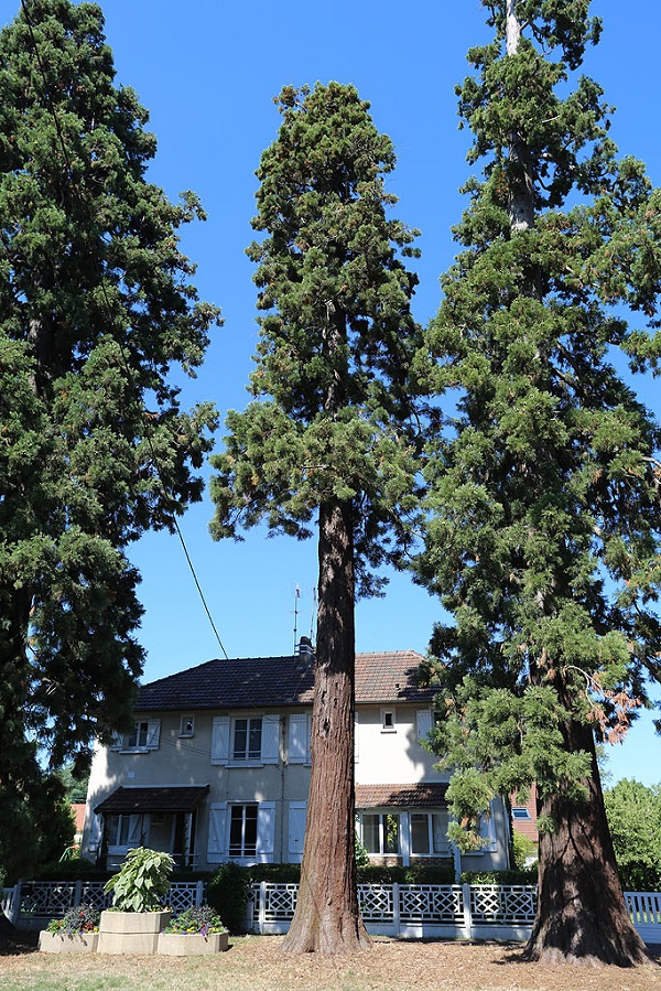 Séquoia géant à Boissy St Léger