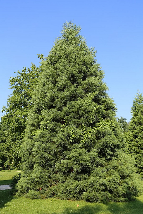 Séquoia géant à Buc