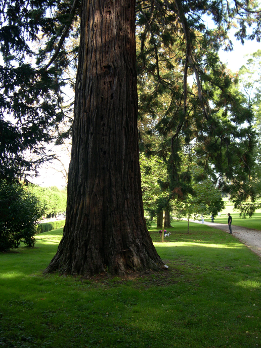 Séquoia géant à Bussy-Saint-Martin © Lucien Follet