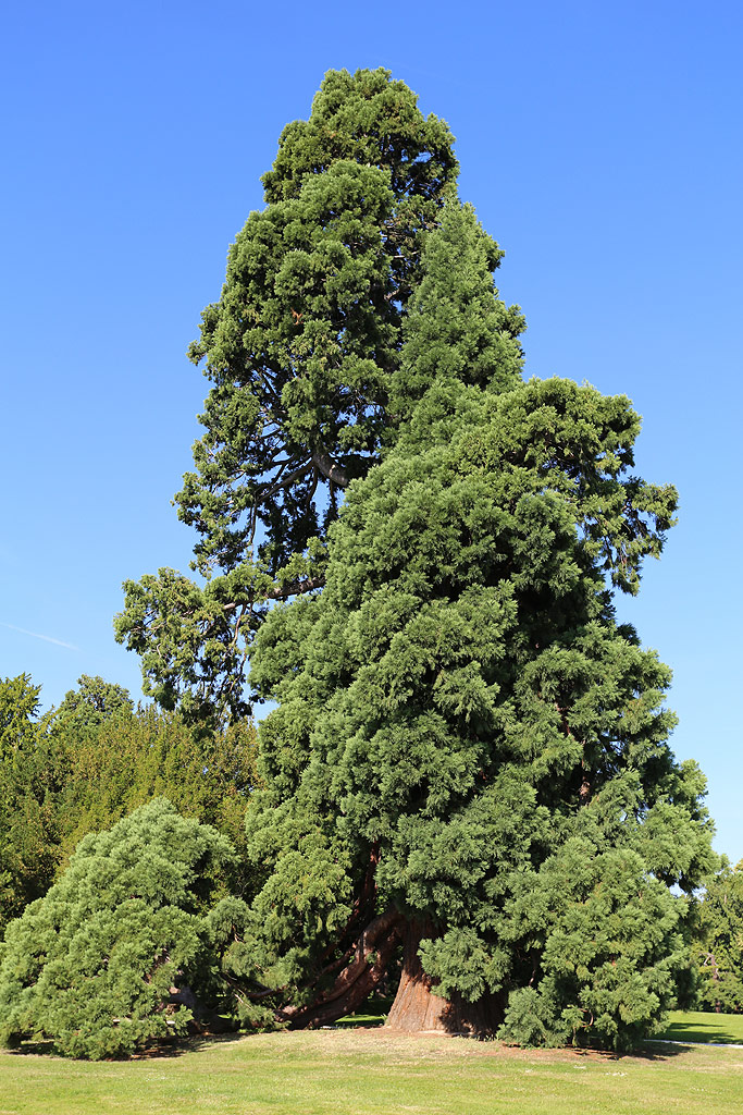  séquoia géant du Parc de Rentilly 