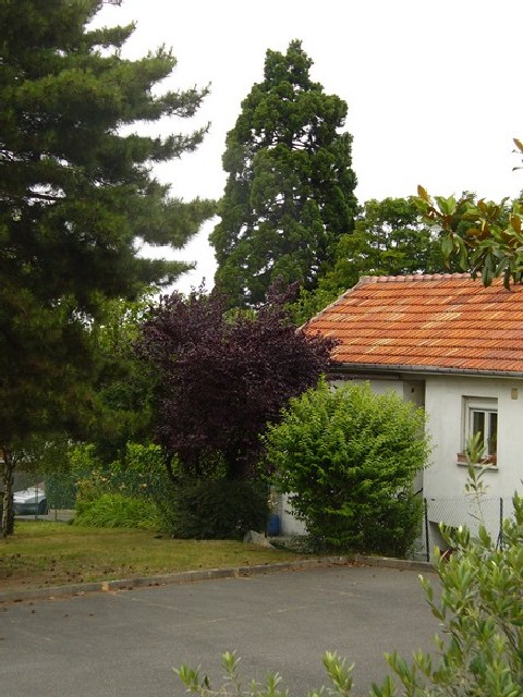 Séquoia géant à Cachan