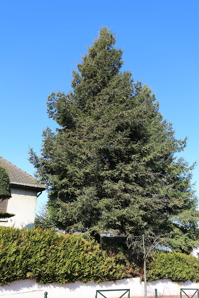 Séquoia sempervirens