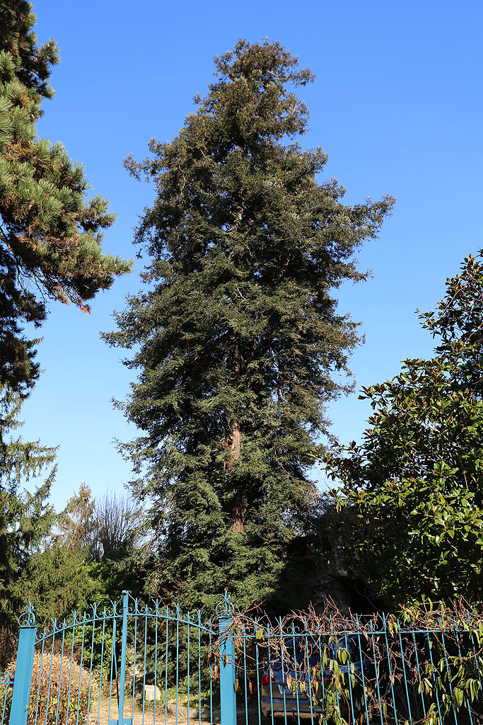 Séquoia sempervirens