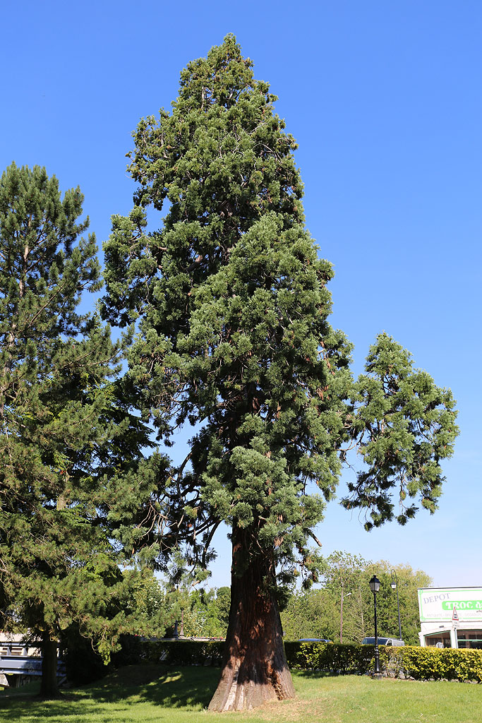 Séquoia géant à Couilly Pont aux Dames